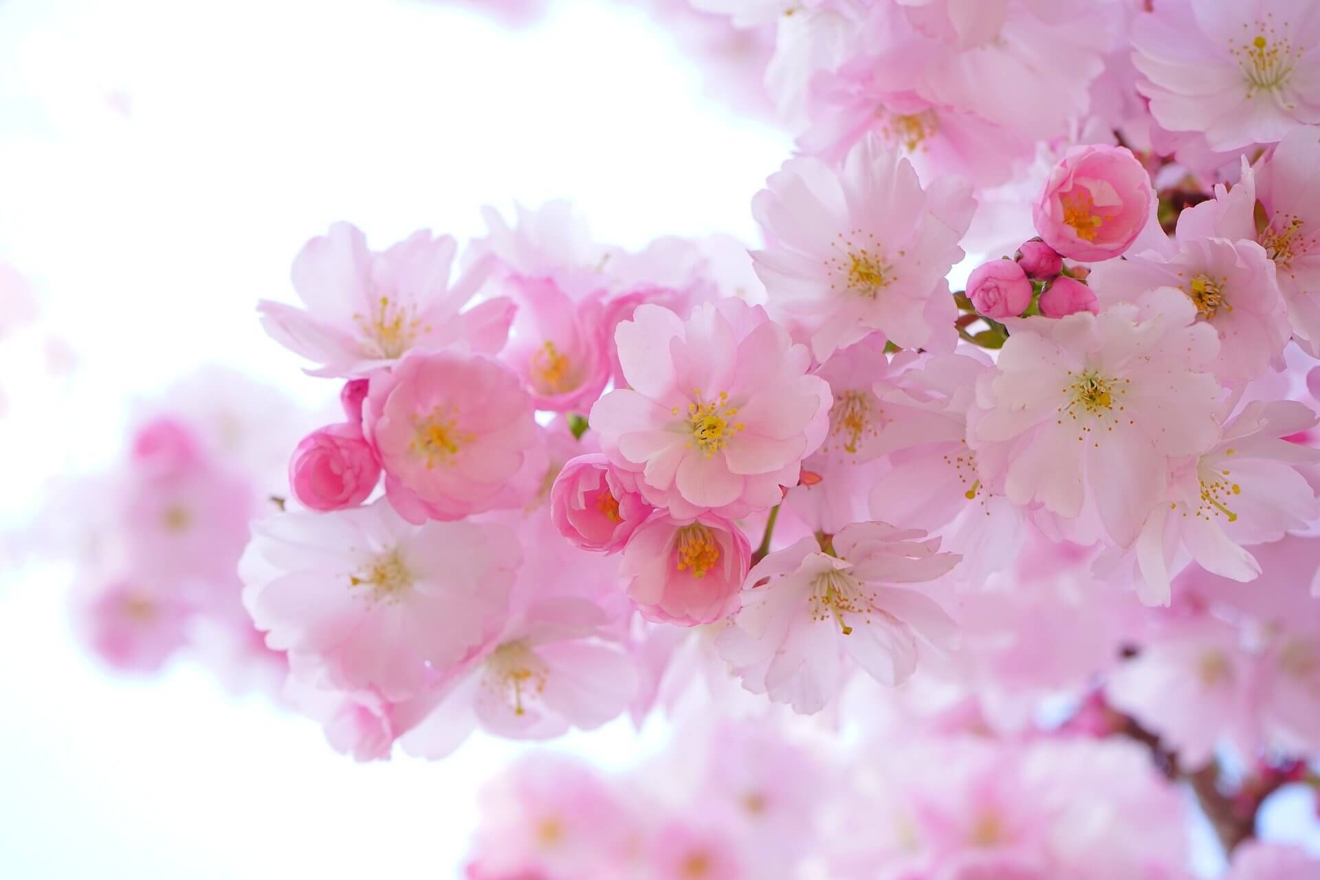 les-fleurs-ages-massage-fleurs-cerisier